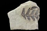 Pennsylvanian Fossil Fern (Alethopteris) - Kansas #65373-1